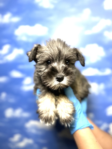 シュナウザー 犬の販売・譲渡 5280 超美人女の子