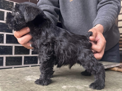 シュナウザー 犬の販売・譲渡 5282 ショータイプの兄妹です