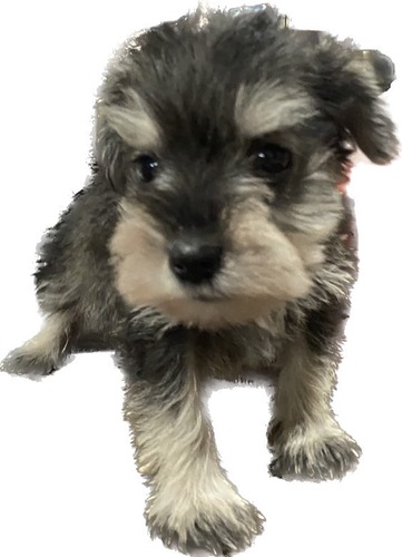 シュナウザー 犬の販売・譲渡 5284 ブラックアンドシルバーのシュナベビー