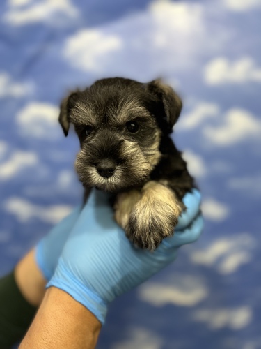 シュナウザー 犬の販売・譲渡 5287 超激かわシュナ