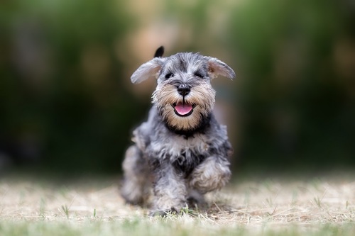 シュナウザー 犬の販売・譲渡 5292 4−5歳位里親募集 かわいい顔に自信あり