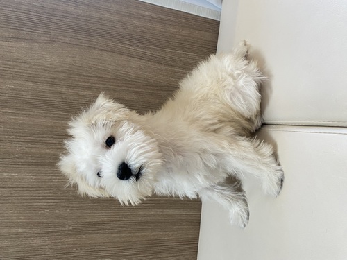 シュナウザー 犬の販売・譲渡 5294 シュナホワイトカラー