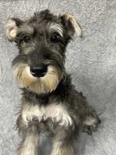 シュナウザー 犬の販売・譲渡 5295 可愛い男の子ですよ! 毛色もきれいです