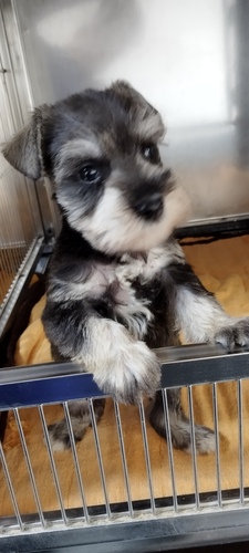 シュナウザー 犬の販売・譲渡 5297 小さな男の子