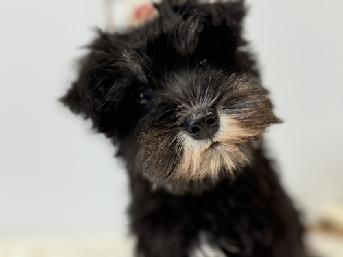 シュナウザー 犬の販売・譲渡 5302 おっとりシュナちゃん