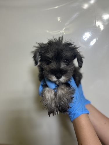シュナウザー 犬の販売・譲渡 5308 イケメンシュナ君