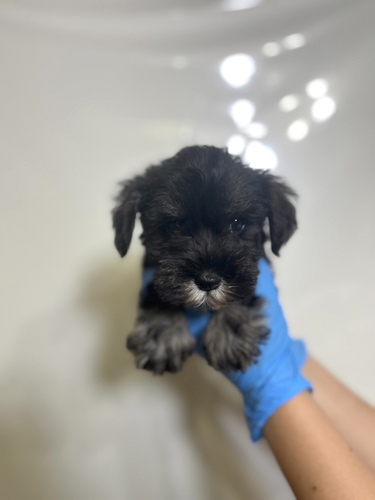 シュナウザー 犬の販売・譲渡 5309 激かわシュナ