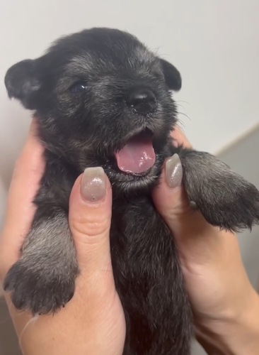 シュナウザー 犬の販売・譲渡 5313 ソルトアンドペッパー飲む男の子