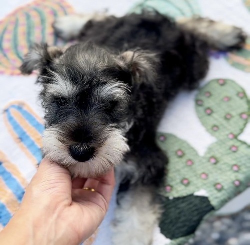 シュナウザー 犬の販売・譲渡 5316 甘えん坊Mシュナウザー