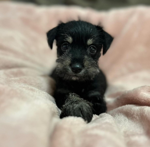 シュナウザー 犬の販売・譲渡 5322 Mシュナウザーの男の子!