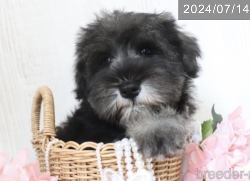 シュナウザー 犬の販売・譲渡 5324 ソルトアンドペッパーの男の子^_^