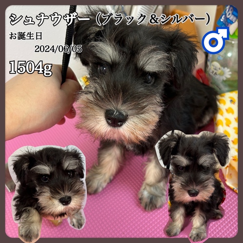シュナウザー 犬の販売・譲渡 5327 サマーセール【全て込み】シュナウザー