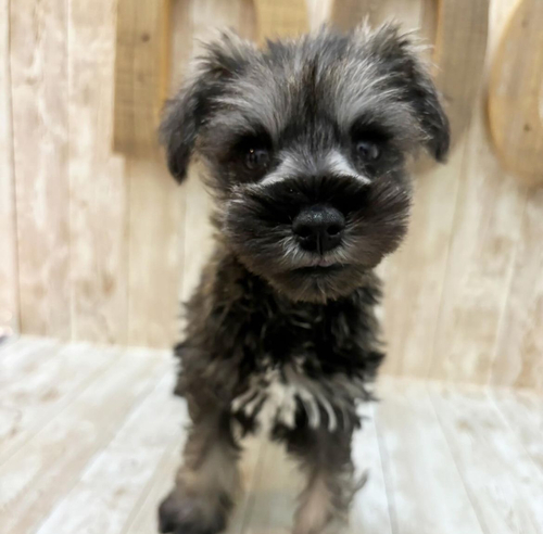 シュナウザー 犬の販売・譲渡 5329 ベビーフェイスの甘えん坊