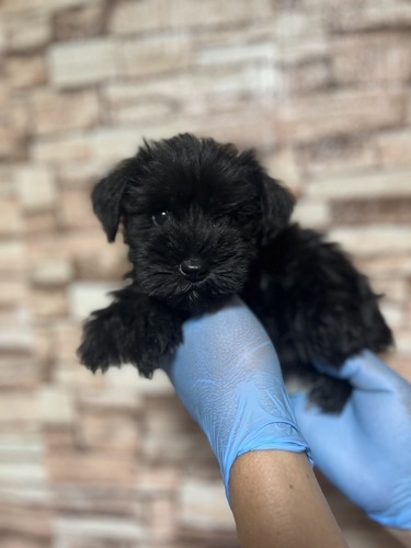 シュナウザー 犬の販売・譲渡 5330 ブラック 女の子
