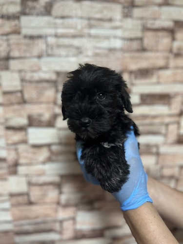 シュナウザー 犬の販売・譲渡 5331 ブラック 女の子