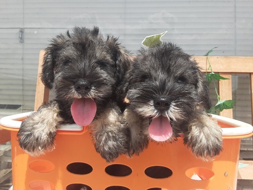 シュナウザー 犬の販売・譲渡 5332 笑顔の兄弟