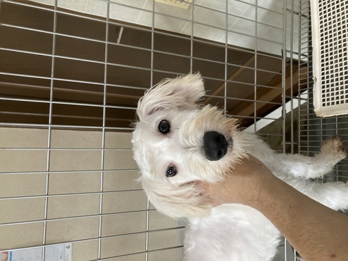 シュナウザー 犬の販売・譲渡 5333 白シュナ男の子