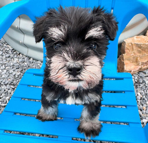 シュナウザー 犬の販売・譲渡 5334 可愛さ抜群!Mシュナ男の子