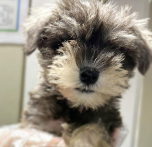 シュナウザー 犬の販売・譲渡 5335 小さめサイズシュナくん