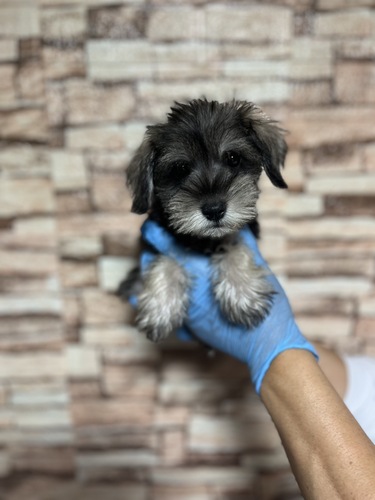 シュナウザー 犬の販売・譲渡 5336 とってもキュートなお顔なMシュナちゃん