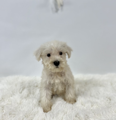 シュナウザー 犬の販売・譲渡 5338 激かわMシュナちゃん 0769
