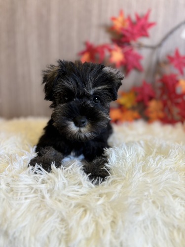 シュナウザー 犬の販売・譲渡 5354 ソルト&ペッパー 男の子