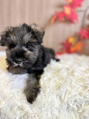 シュナウザー 犬の販売・譲渡 5355 ソルト&ペッパー男の子
