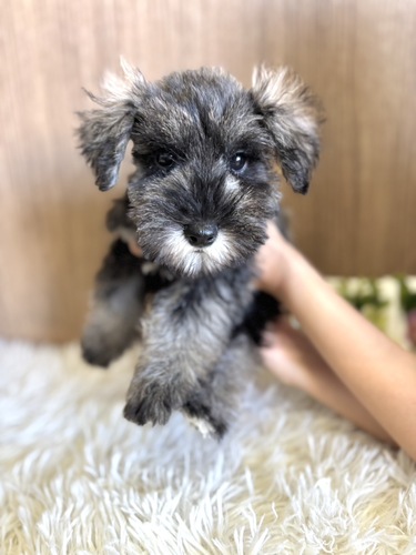 シュナウザー 犬の販売・譲渡 5360 ソルト&ペッパー男の子