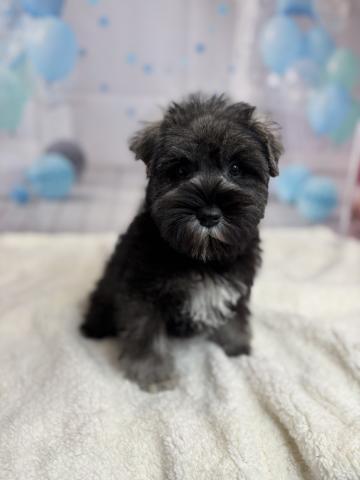 シュナウザー 犬の販売・譲渡 5361 とっても可愛らしい男の子!