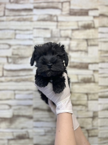 シュナウザー 犬の販売・譲渡 5362 真っ黒ブラックカラーの男の子!