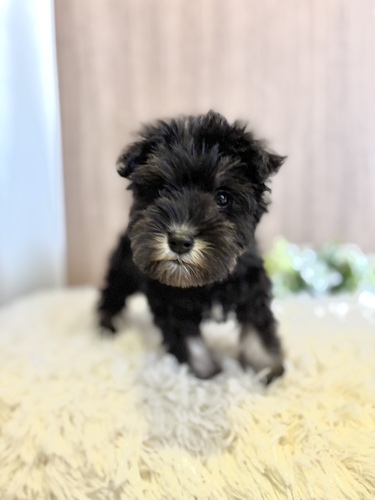 シュナウザー 犬の販売・譲渡 5371 ブラック&シルバー女の子