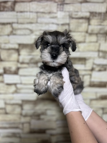 シュナウザー 犬の販売・譲渡 5377 ソルト&ペッパー 男の子