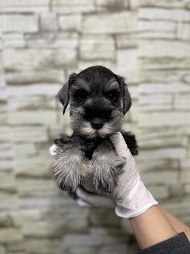 シュナウザー 犬の販売・譲渡 5381 ソルト&ペッパー男の子0372