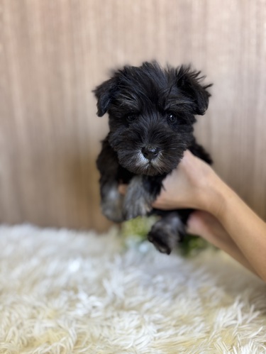 シュナウザー 犬の販売・譲渡 5382 ブラック&シルバー 男の子0451