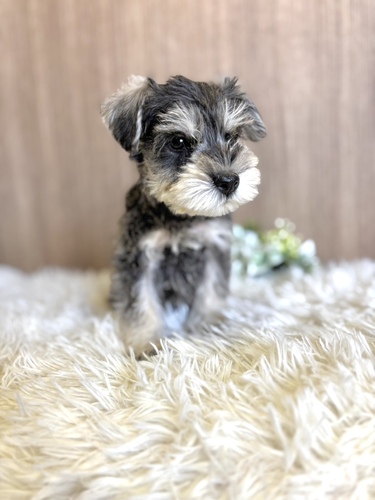 シュナウザー 犬の販売・譲渡 5384 ソルト&ペッパー男の子1496