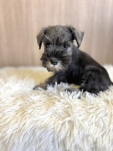 シュナウザー 犬の販売・譲渡 5385 ソルト&ペッパー男の子