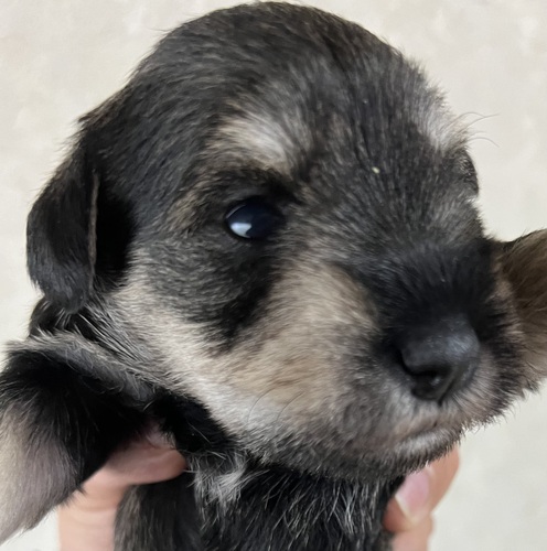 シュナウザー 犬の販売・譲渡 5387 可愛いミニチュアシュナウザー^_^