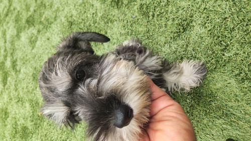 シュナウザー 犬の販売・譲渡 5390 お転婆で可愛い女の子 コミコミ価格