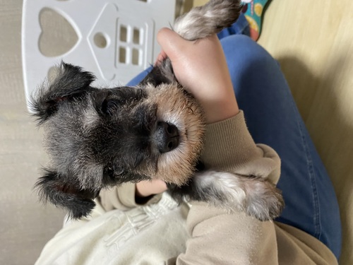 シュナウザー 犬の販売・譲渡 5391 可愛いシュナベビー