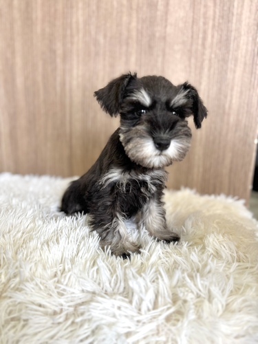 シュナウザー 犬の販売・譲渡 5397 ブラック&シルバー5277