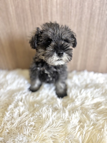 シュナウザー 犬の販売・譲渡 5398 ソルト&ペッパー 6939