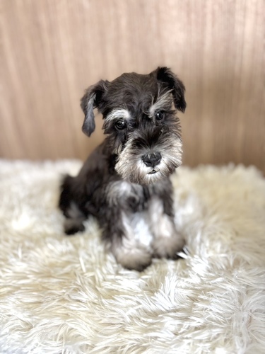 シュナウザー 犬の販売・譲渡 5402 ソルト&ペッパー男の子