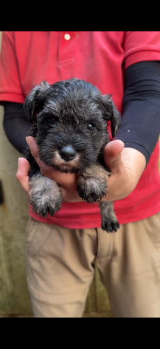 シュナウザー 犬の販売・譲渡 5408 シュナウザー子犬