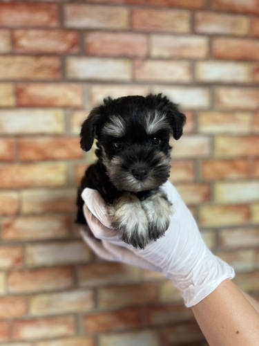 シュナウザー 犬の販売・譲渡 5411 ブラック&シルバー女の子