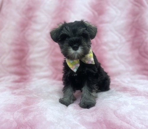 シュナウザー 犬の販売・譲渡 5415 シュナウザー男の子