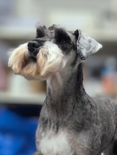 シュナウザー 犬の販売・譲渡 5416 ソルトアンドペッパーのおんなのこ