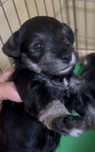 シュナウザー 犬の販売・譲渡 5417 ミニチュアシュナウザーの男の子^_^