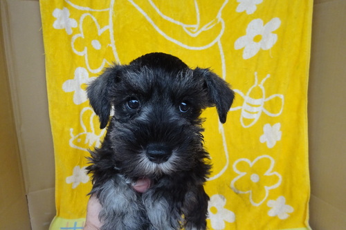 シュナウザー 犬の販売・譲渡 5419 人懐こい子直ぐに近寄ってきます。