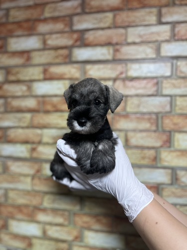 シュナウザー 犬の販売・譲渡 5420 ソルト&ペッパー男の子6189