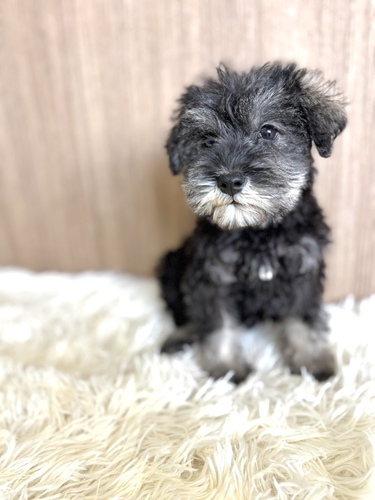 シュナウザー 犬の販売・譲渡 5422 ソルト&ペッパー女の子8348